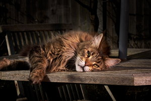 Illustration : "La dysplasie de la hanche chez le chat"