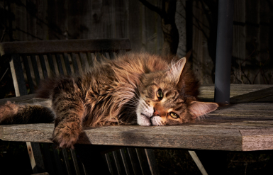 Illustration : La dysplasie de la hanche chez le chat