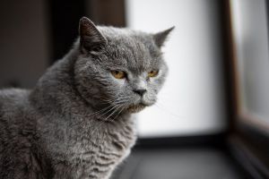 Illustration : "La démence sénile chez le chat âgé"