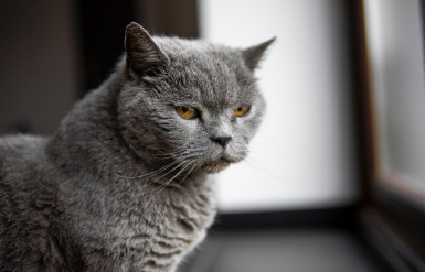 Illustration : La d&eacute;mence s&eacute;nile chez le chat &acirc;g&eacute;