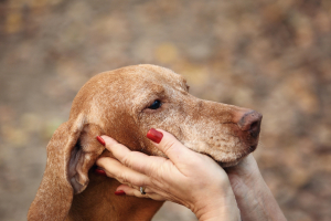 Illustration : "La démence chez le chien"