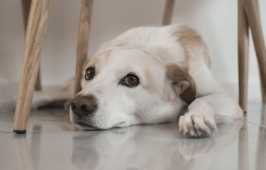 Illustration : La toux chronique chez le chien
