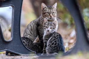 Illustration : "Adopter un chaton ou un chat adulte : que choisir ?"