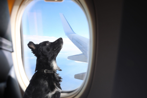 Illustration : "Voyager en avion avec son chien"