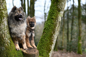 Illustration : "Adopter un chiot ou un chien adulte : que choisir ?"