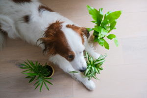 Illustration : "8 plantes d'intérieur non toxiques pour les chiens"