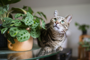 Illustration : "8 plantes d'intérieur non toxiques pour les chats"