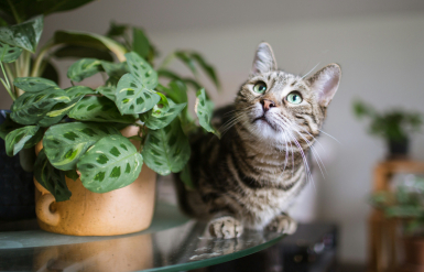 Illustration : L&rsquo;insuffisance r&eacute;nale chez le chat