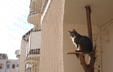 Illustration : Le co&ucirc;t d&rsquo;une assurance pour son chat