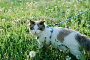 Illustration : "Habituer son chat au harnais pour les sorties en extérieur"