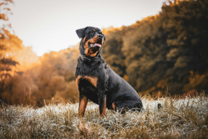 Illustration : "Peut-on assurer des chiens de catégorie ?"