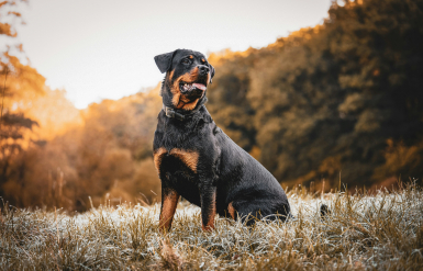 Illustration : La toux chronique chez le chien