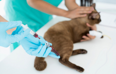 Illustration : Nettoyer un chat couvert de goudron, d&rsquo;huile moteur ou de peinture