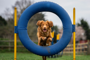Illustration : "Chiens de sport et de travail : quelle assurance pour les risques spécifiques ?"