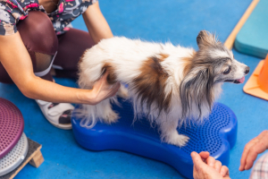 Illustration : "Le remboursement des frais de rééducation et de physiothérapie par l’assurance chien"