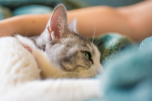 Illustration : "Combien coûte réellement un cancer chez le chat ?"